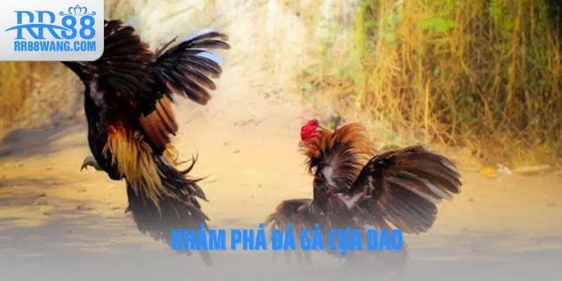 Khám phá đá gà cựa dao Khám phá đá gà cựa dao