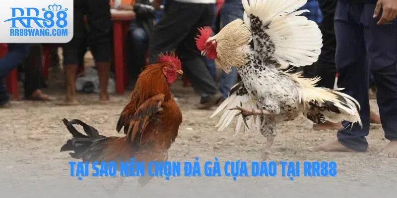 Tại sao nên chọn đá gà cựa dao tại RR88 Tại sao nên chọn đá gà cựa dao tại RR88